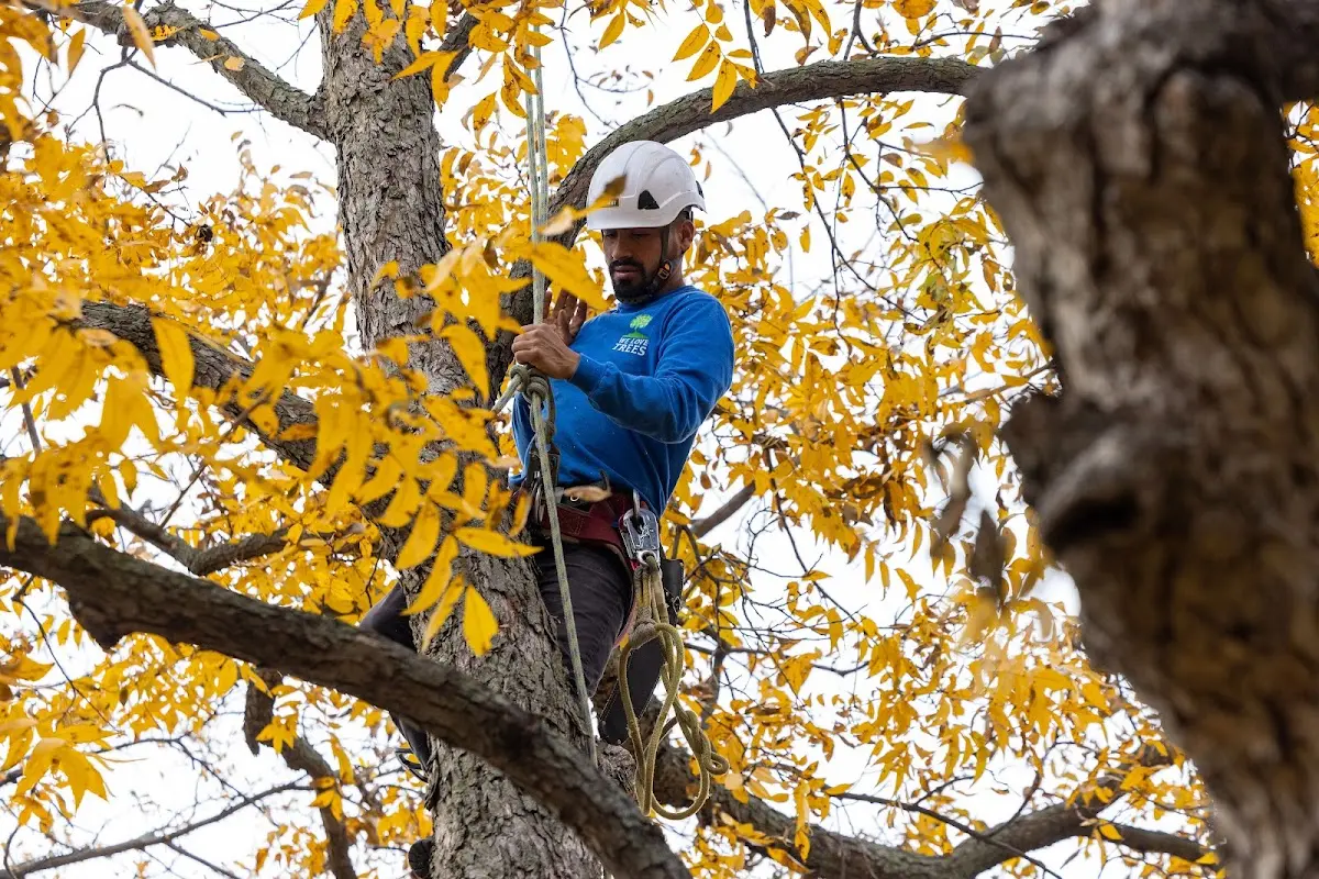 Skilled Tree Transplanting crew working in Dixon