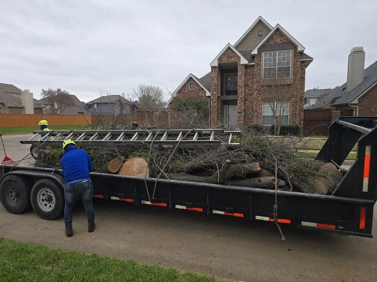 Expert Deadwooding with proper safety equipment in Dixon